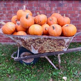 Fall – The Old Becomes New Image